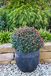 Euphorbia Ascot Liliput